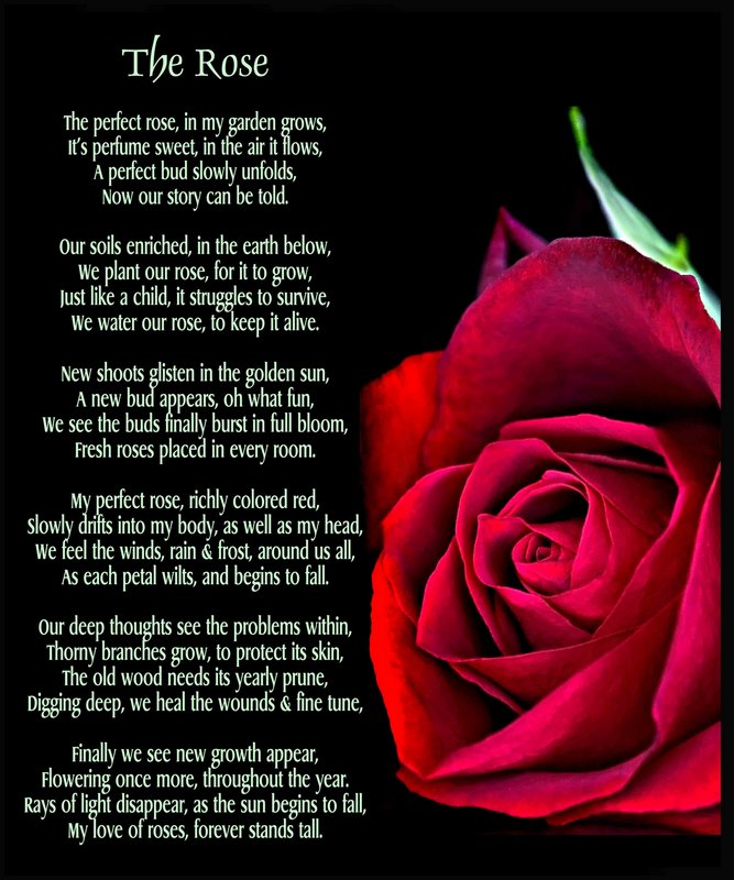 The Rose - Day 31