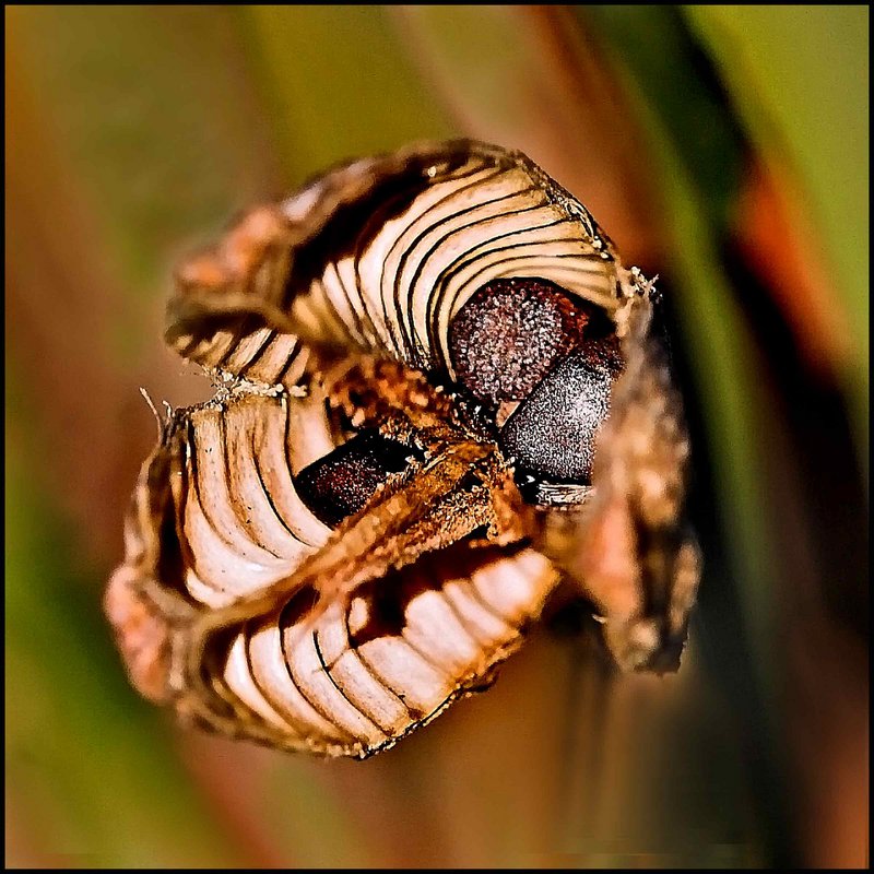 Rustic Seed Pod  - Day 8