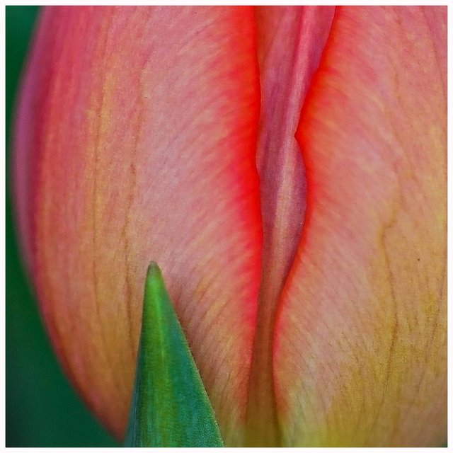 Sweet Tulip - Day 19 