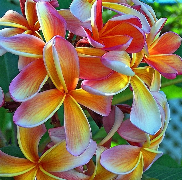 Frangipani Bouquet