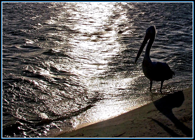 Pelican Silhouettte