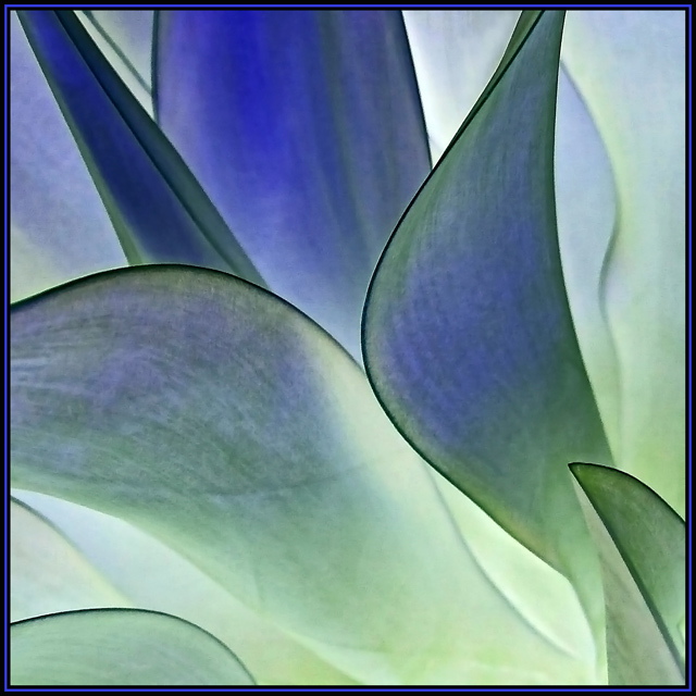 Agave Pearl