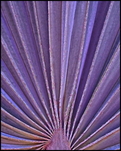 Purple Fan