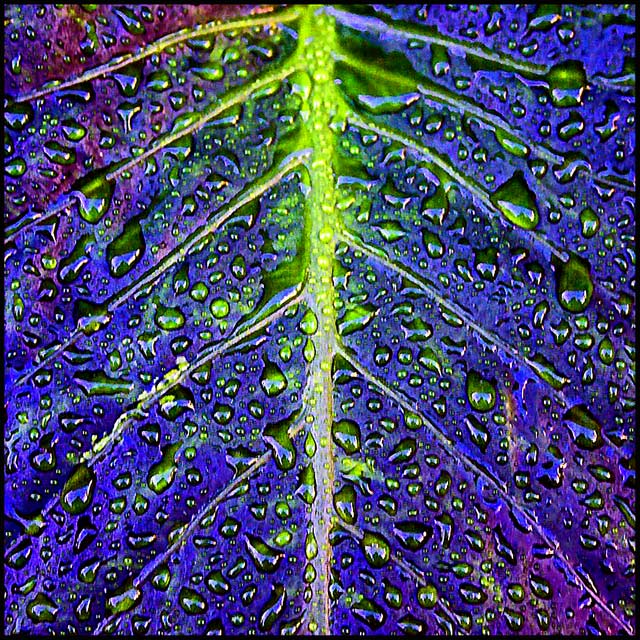 Fluro Leaf