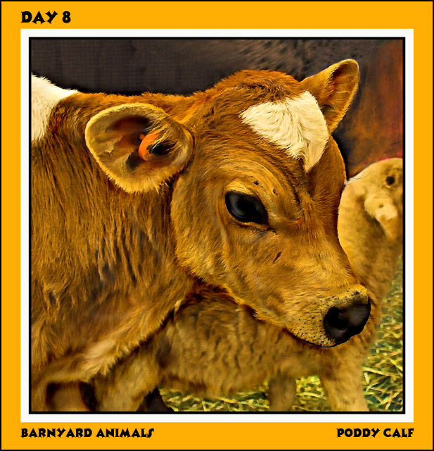 Poddy Calf   Day 8