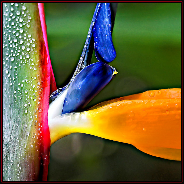 Bird of Paradise  Day 5