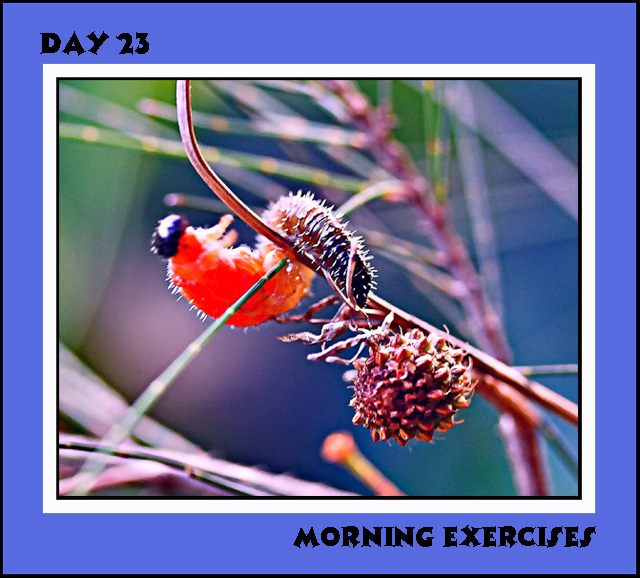 Morning Exercises Day 23