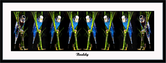 Buddy  Day 29