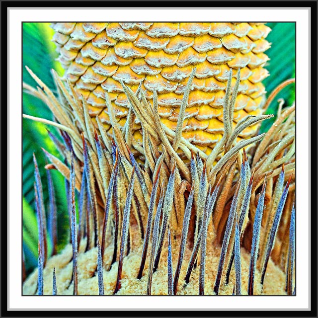 Cycad in Flower Day 22