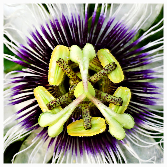 Passionfruit Flower Up Close.