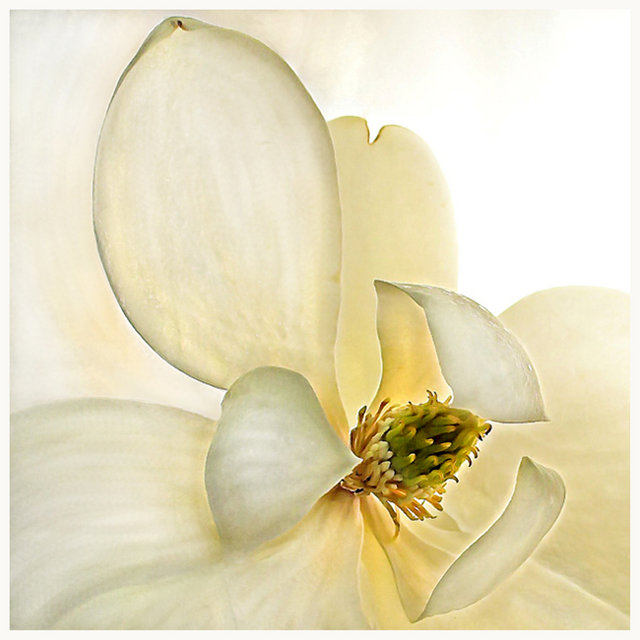 Magnolia Blush