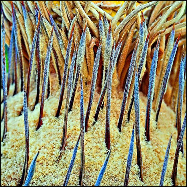 Cycad Seed Pod