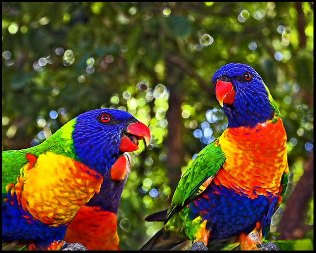 Rainbow Lorikeets