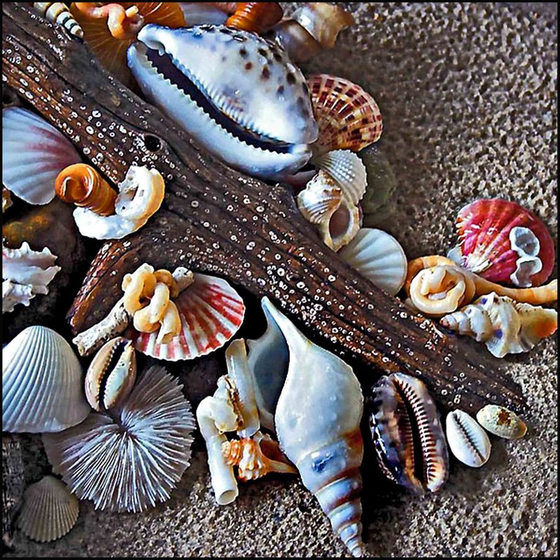 Shells & Driftwood 