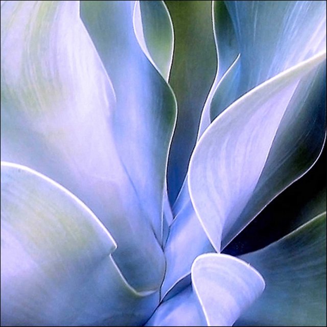 Agave Violet