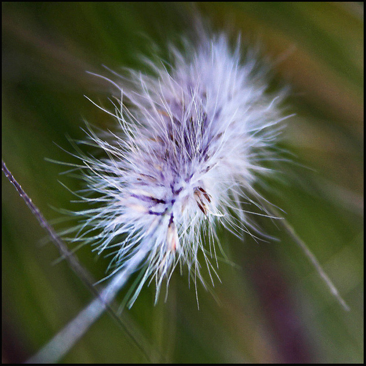 Day  17 - Windswept Seedpod