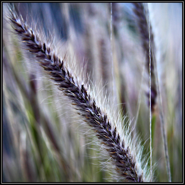 Day18 - Monet Seed Grass