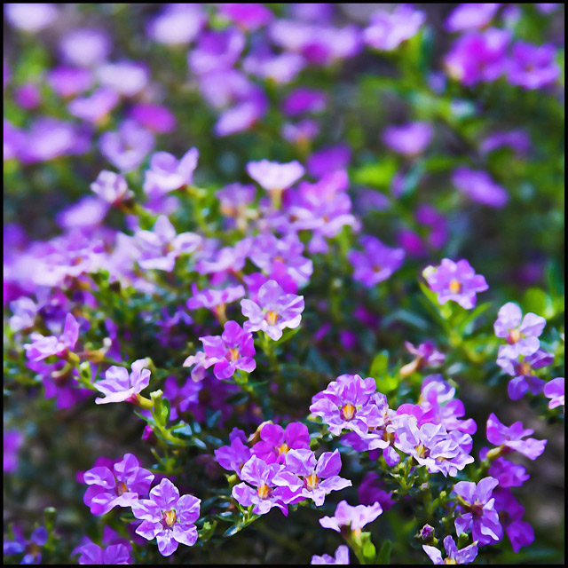 Day 20 - Magic Floral Carpet