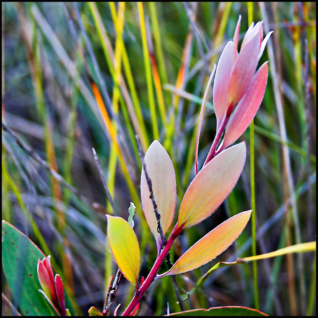 Day 24/50 - Gum Leaf Tips