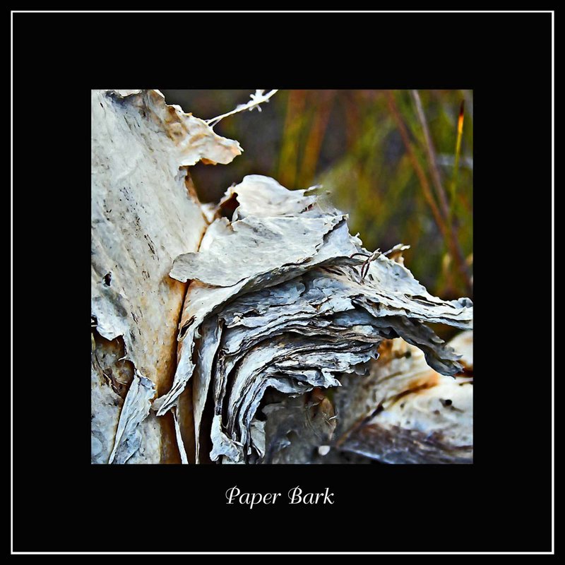 Day 25-50 - Paperbark