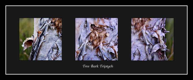 Day 25a -  Paperbark - Triptych