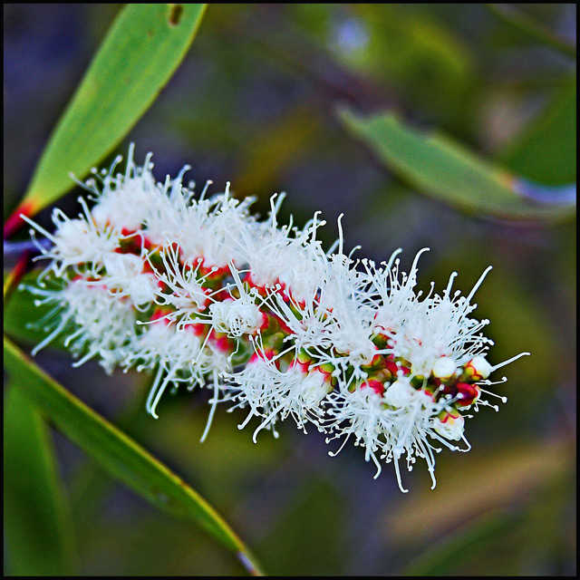 Day 25 - Flowering Gum Tree