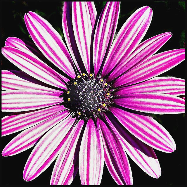 Day 31 - Painted Daisy