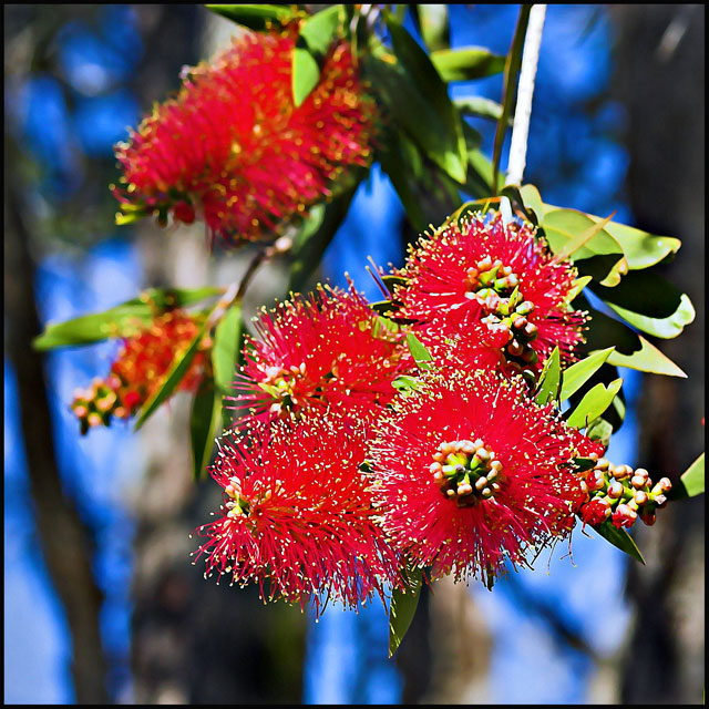 Day 32/50 - Australian Bottlebrush