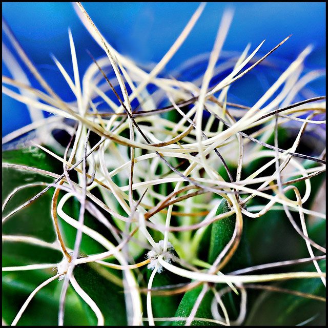 Day 38/50 - Crown of Thorns