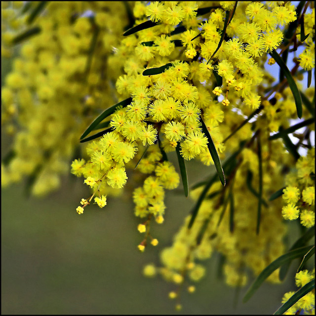 Day 40 - Golden Wattle