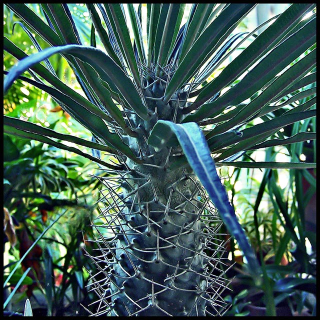 Day 47/50 - Madagascar Palm 