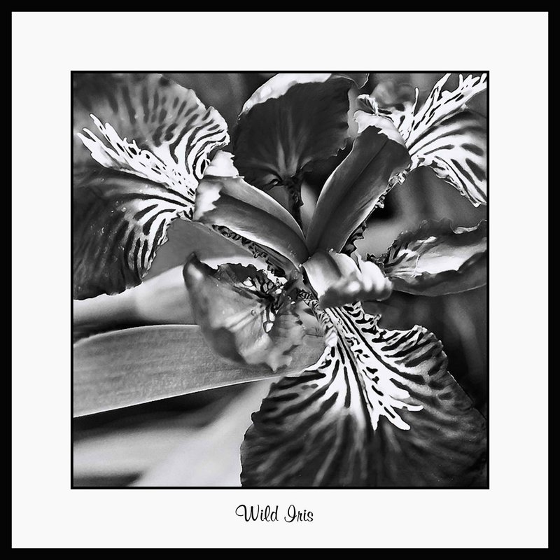 Wild Iris 3