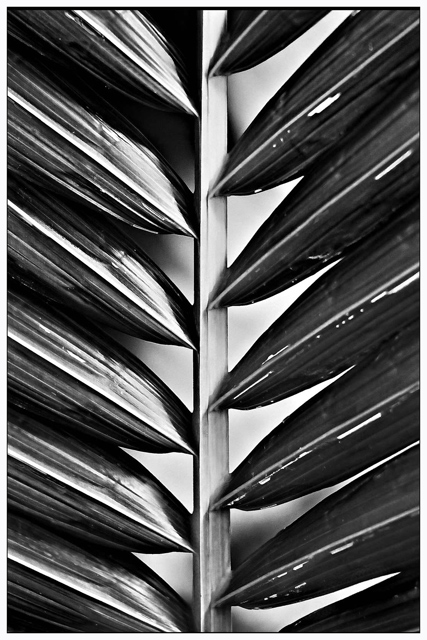 Palm Fronds - Day 6a
