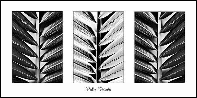 Palm Fronds - Triptych