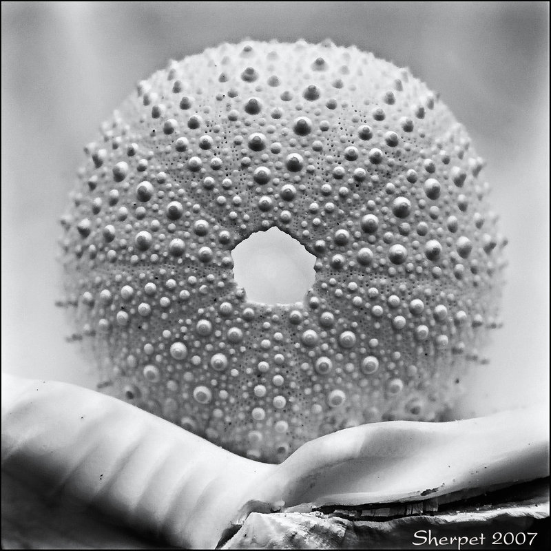 Shell Texture B&W - Day 1