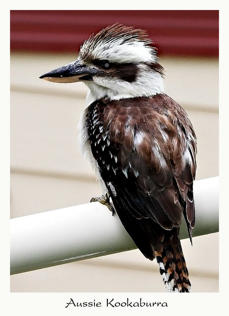 Aussie Kookaburra - Day 27