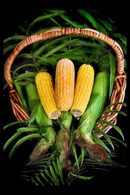 Our Corn Harvest - Day 9