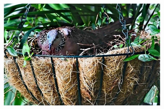 Dove Nesting  - Day 11