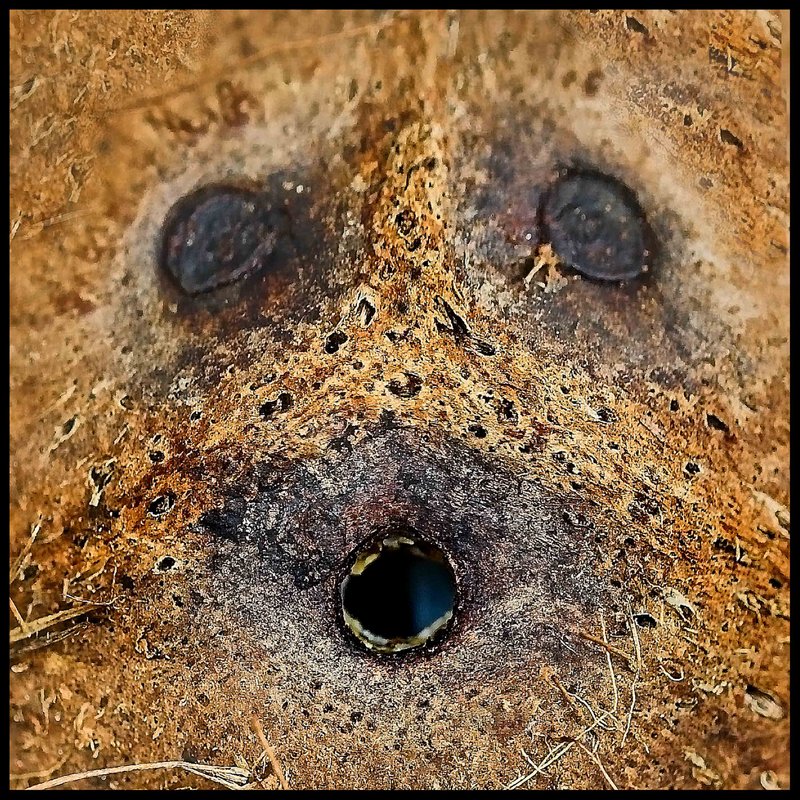 Face of a Coconut  - Day 20