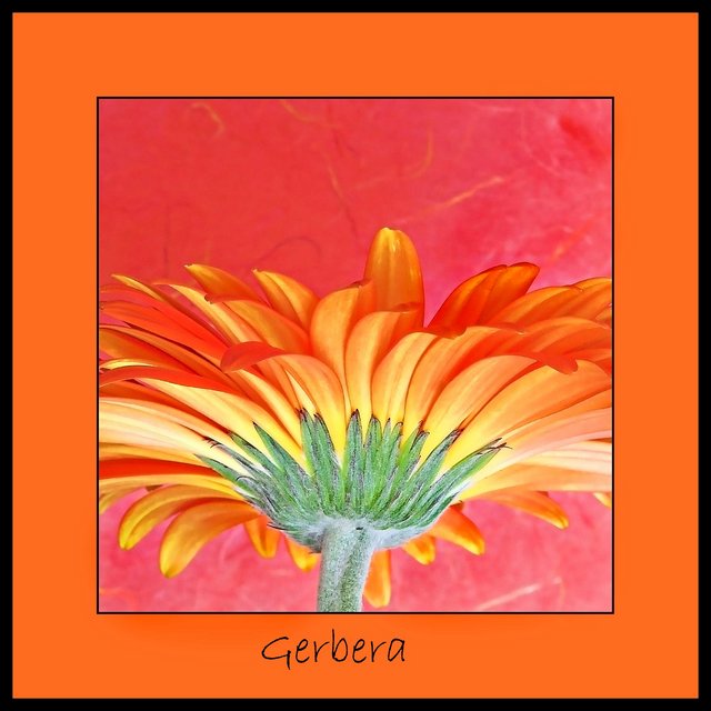 Gerbera - Day 13