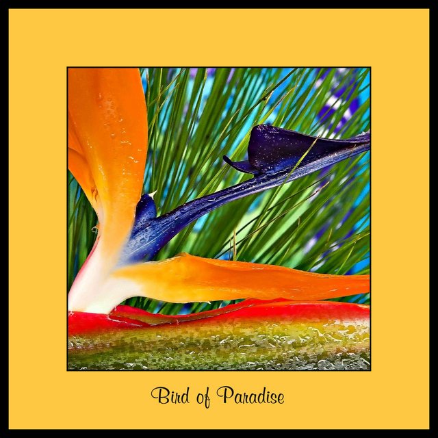 Bird of Paradise - Day 21 