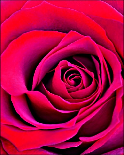 Blood Red Rose -  Day 2