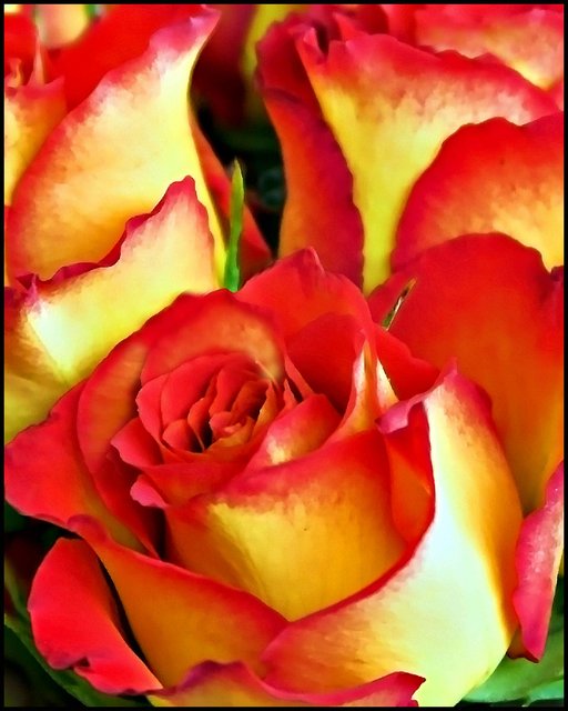 Red & Yellow Roses - Day 10