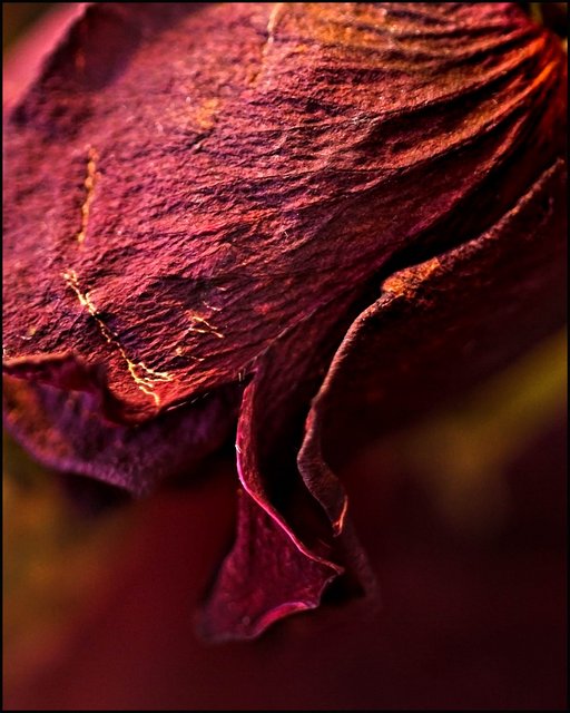 Decaying Petals  - Day 19 