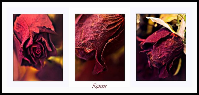 Rose Triptych - Day 21 