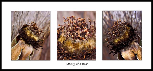 Botany of a Rose - Triptych