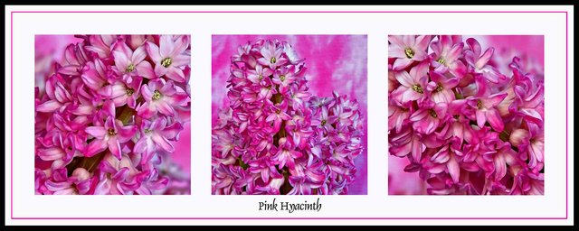 Pink Hyacinth Triptych - Day 10