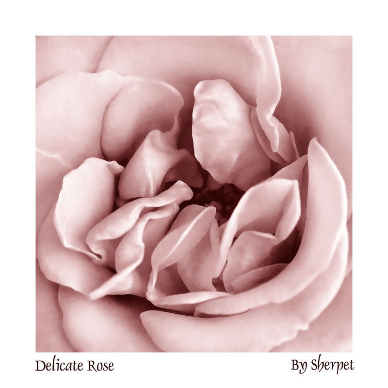 Delicate Rose - Day 2