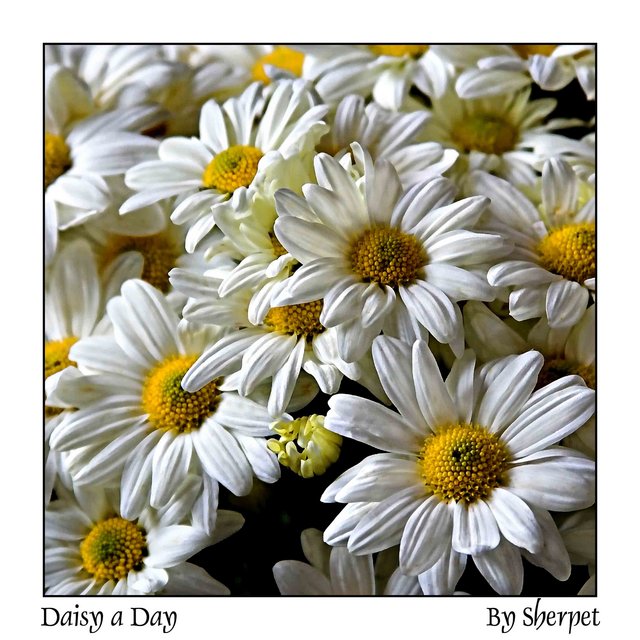 Daisy a Day - Day 17