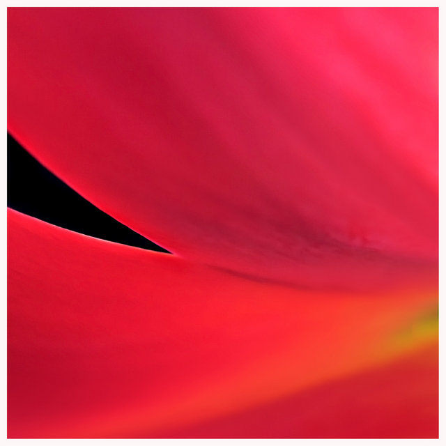 TULIP - Day 3 - Original